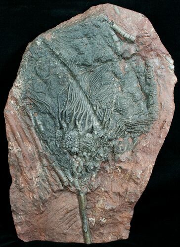 Inch Moroccan Crinoid Fossil - Scyphocrinites #4025